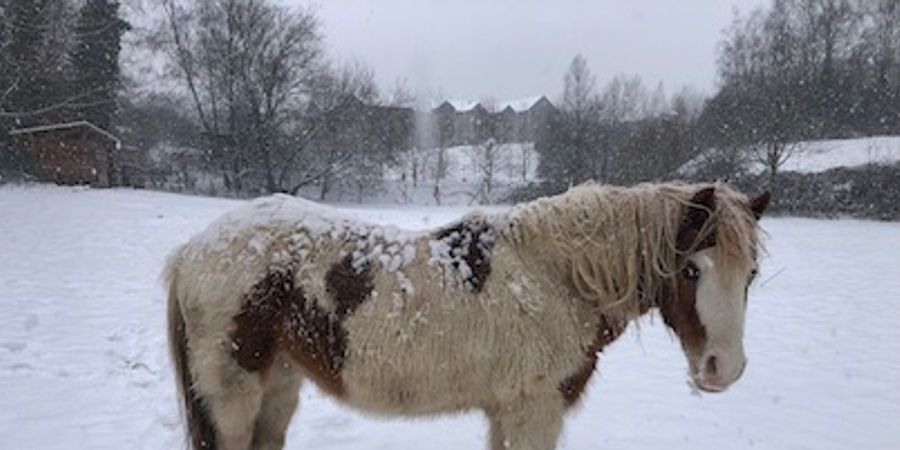 image - Nature & Créativité au fil des saisons - l'Hiver