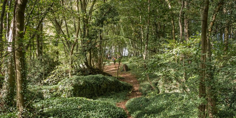 image - Balade nature guidée dans le bois de Lauzelle