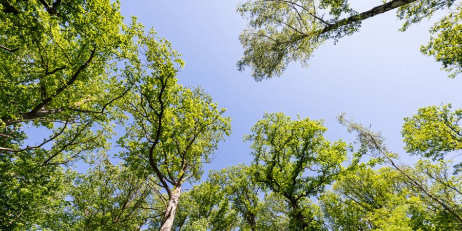 image - Tous au Bois de Lauzelle
