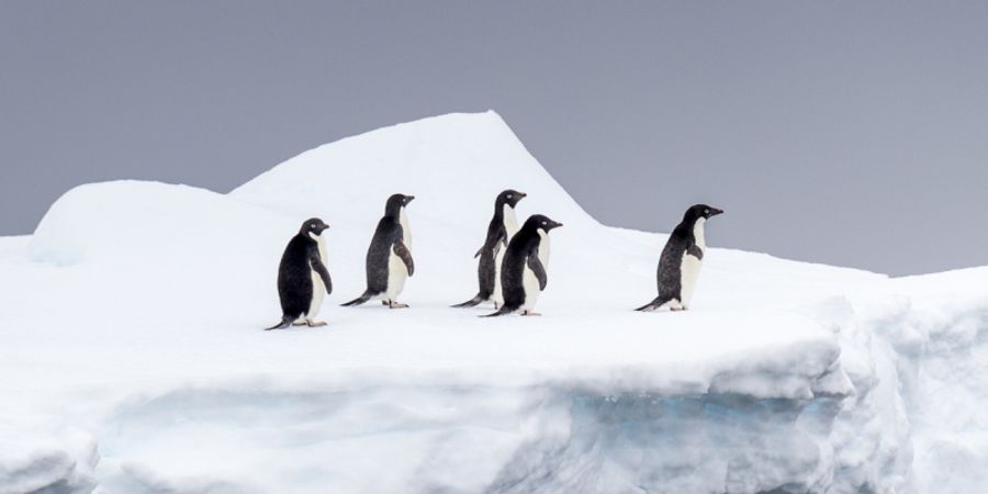 image - Document-Terre : L' Antarctique, aux confins du monde