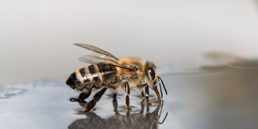 image - Trame bleue et pollinisateurs : un lien qui coule de source